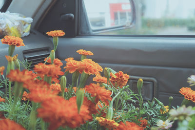 Close-up of flowers in car