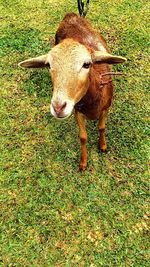 Portrait of sheep in a grass