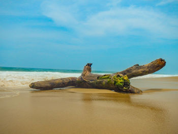 Driftwood on beach against sky