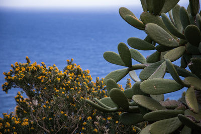 Close-up of succulent plant by sea against sky