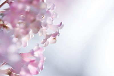 Close-up of fresh pink flowers against sky