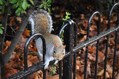 High angle view of squirrel on land