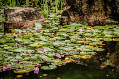 Close-up of water lily in pond