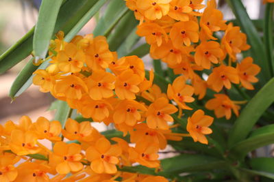 Close-up of orange flowers