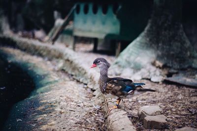 Side view of duckling standing on dirt road