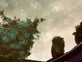 Reflection of trees on glass window