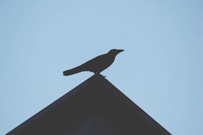 Low angle view of bird perching against clear sky