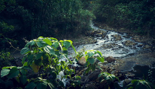 High angle view of flowering plants in forest