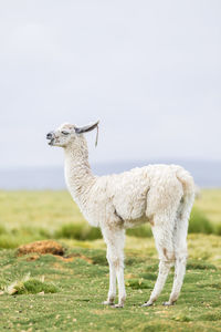 One white llama in the bolivian altiplano