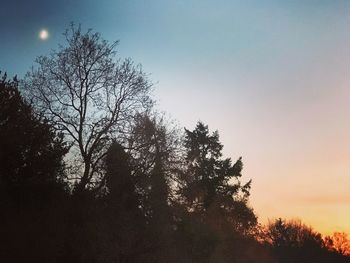 Silhouette trees against sky at night