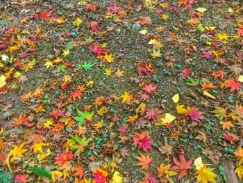 Full frame of leaves on field