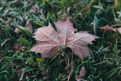 Close-up of dry maple leaves on land