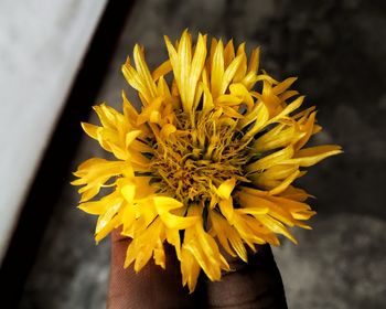 Close-up of yellow flower against blurred background