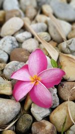 Close-up of pink flower on pebbles