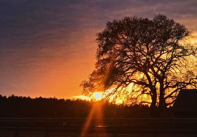 Silhouette trees against sky during sunset