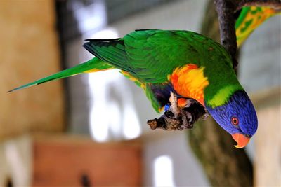 Close-up of parrot perching on branch