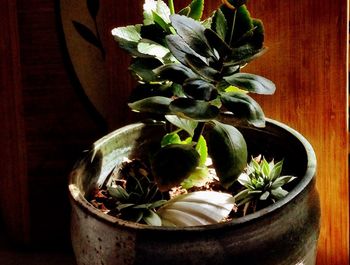 Close-up of potted plant