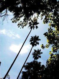 Low angle view of trees against sky