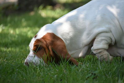 Dog on field