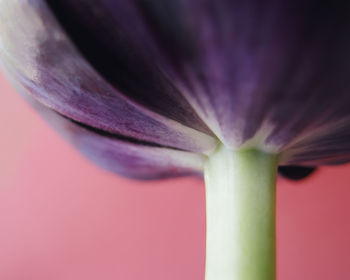 Close-up of flower against blurred background
