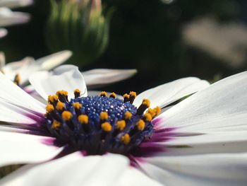 Close-up of honey bee on flower