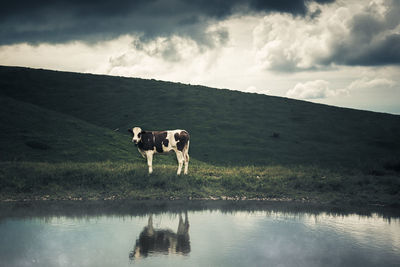 Cow standing on lakeshore against sky
