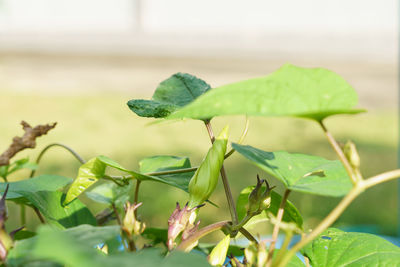 Close-up of green leaves on plant