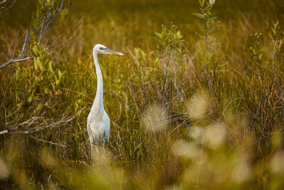 Gray heron on field