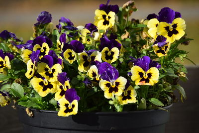 Close-up of purple flowers in pot
