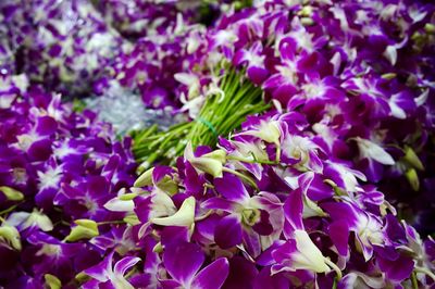 Close-up of purple flowering plants