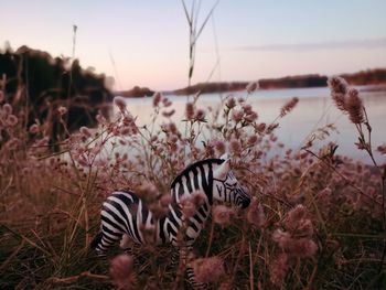 Plants growing on field during sunset