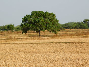 Trees on field against clear sky