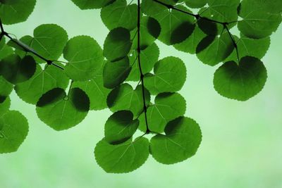 Close-up of leaves