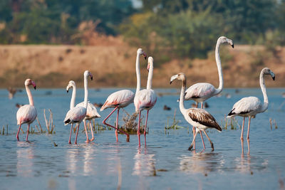 Flamingos standing in lake