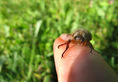 Close-up of insect on hand