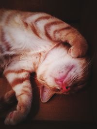 Close-up of cat sleeping