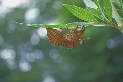 Close-up of butterfly on leaf