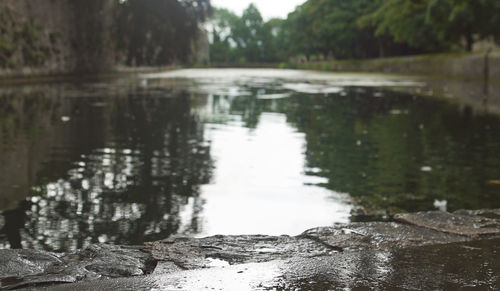 Reflection of trees in water