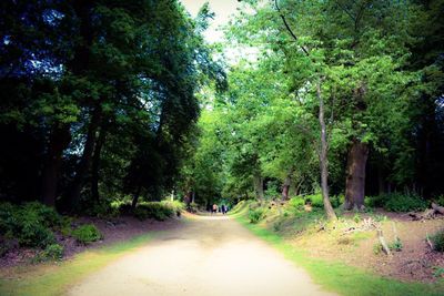 Empty road along trees