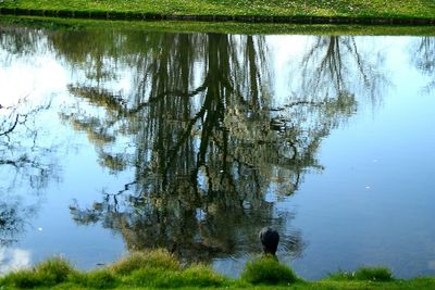 Reflection of trees in water