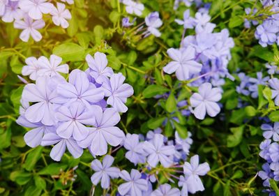 Close-up of purple flowers blooming outdoors