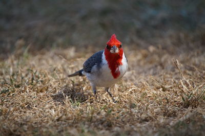 Close-up of a bird on field