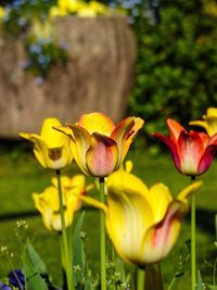 Close-up of yellow flowering plant