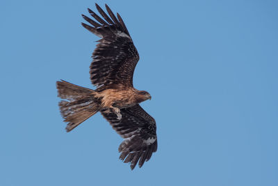 Low angle view of eagle flying against clear blue sky