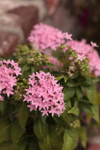 Close-up of pink flowers