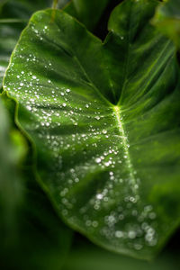 Close-up of raindrops on leaves