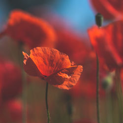 Close-up of red poppy