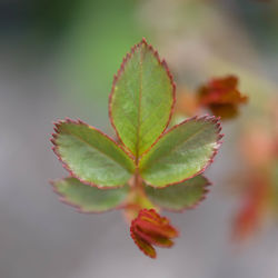 Close-up of plant leaves