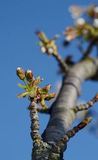 Close-up of. cherry buds on a branch against the blue sky