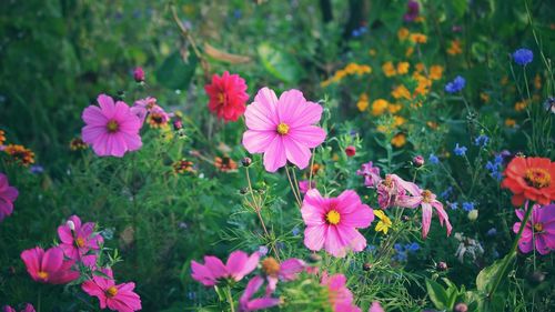 Close-up of pink cosmos flowers blooming on field